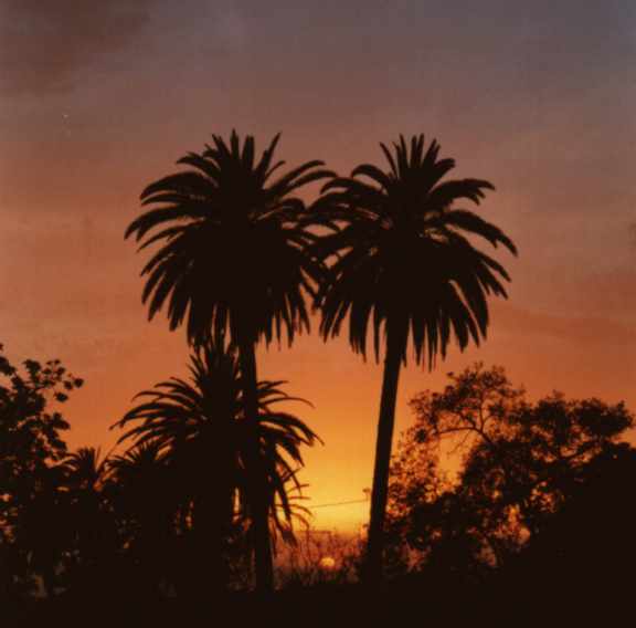 Con la savia o guarapo extraido de la Phoenix Canariensis (Palmera Canaria), se elabora la Miel de Palma